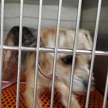 An adult small-sized male Brown / Chocolate Yorkshire Terrier dog named Toby for adoption in Saint John, IN