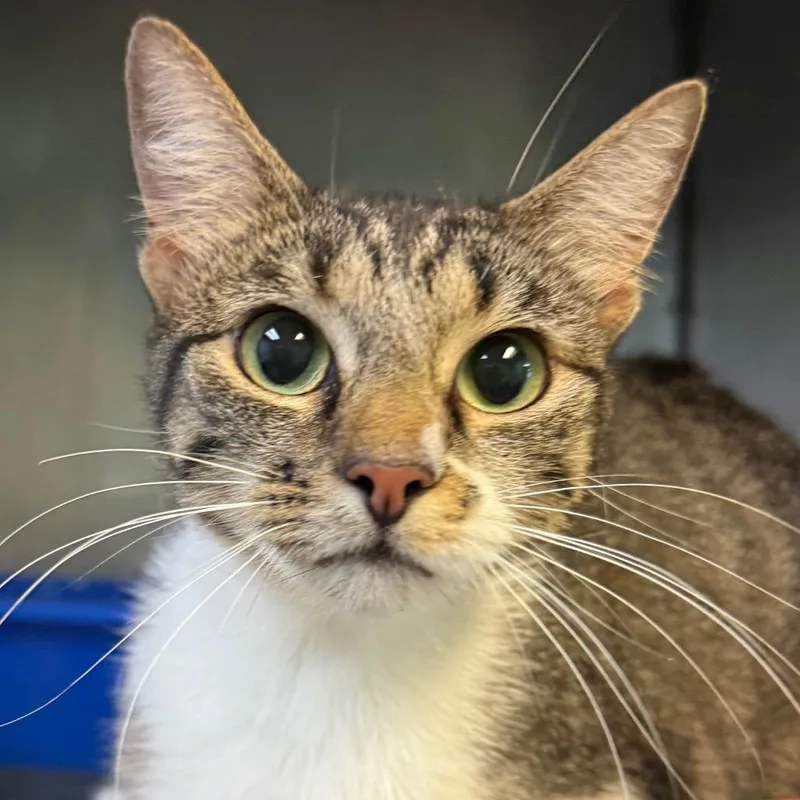 An adult small-sized female Gray / Blue / Silver Domestic Short Hair cat named Willow for adoption in Jacksonville, AR