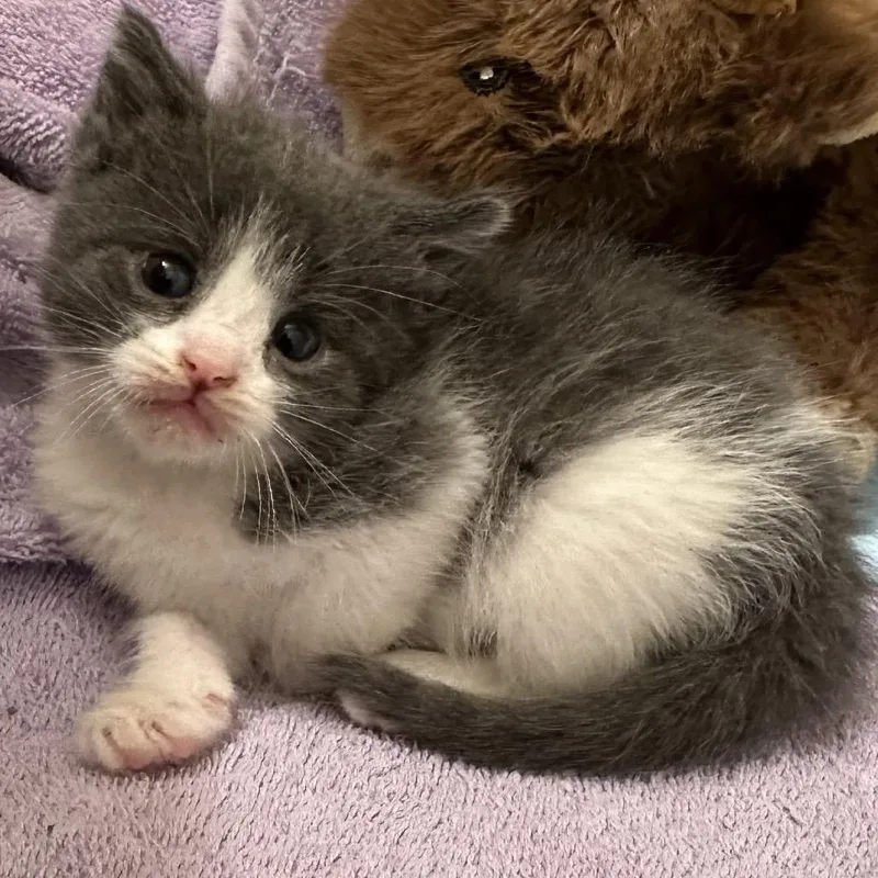 A baby small-sized female White Domestic Short Hair cat named Ellie for adoption in Grantsville, UT