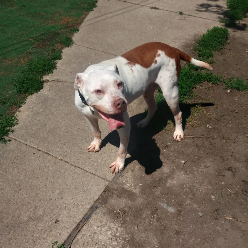 A senior large-sized male White / Cream Pit Bull Terrier dog named Orlando for adoption in Avon, OH