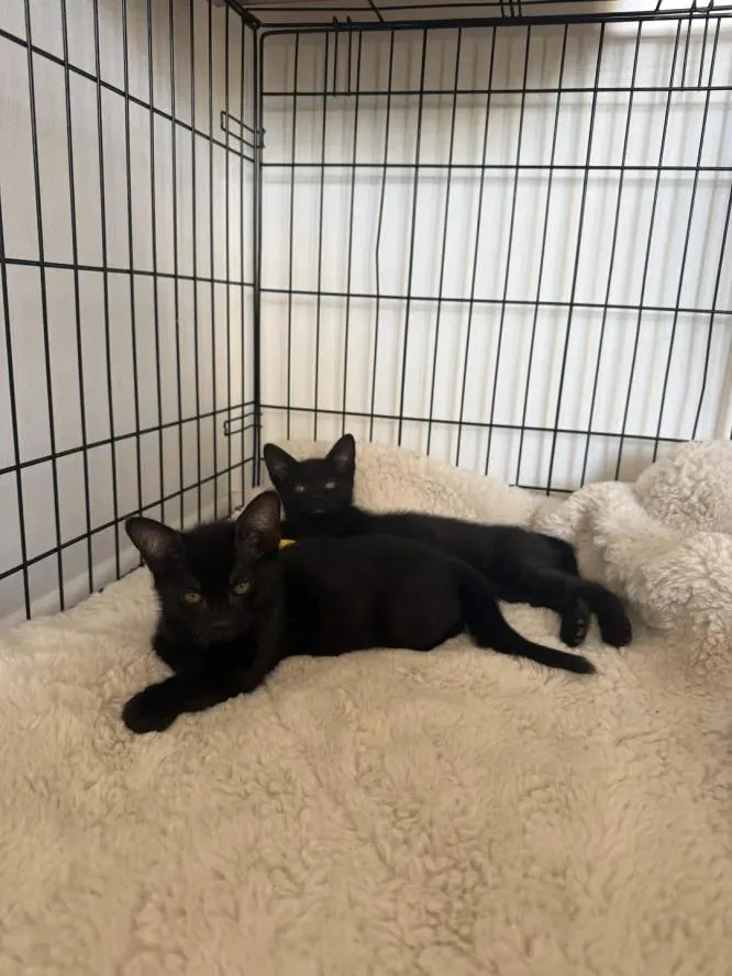 A baby medium-sized male Black Domestic Short Hair cat named Beatrice & Wirt for adoption in Weehawken, NJ