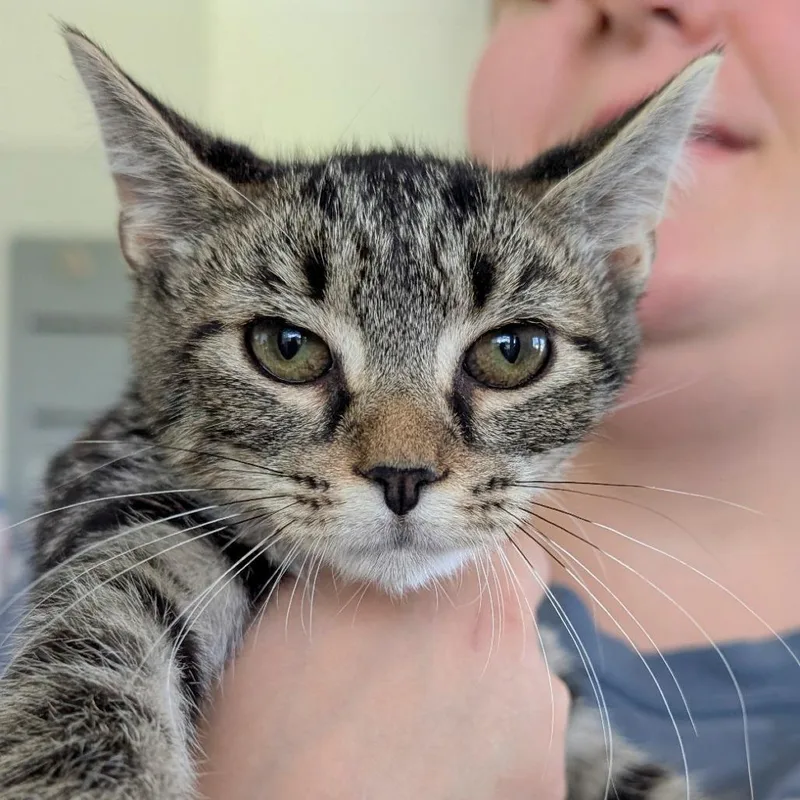 A baby small-sized female Gray / Blue / Silver Domestic Short Hair cat named Adriana La Cerva for adoption in Chapel Hill, NC