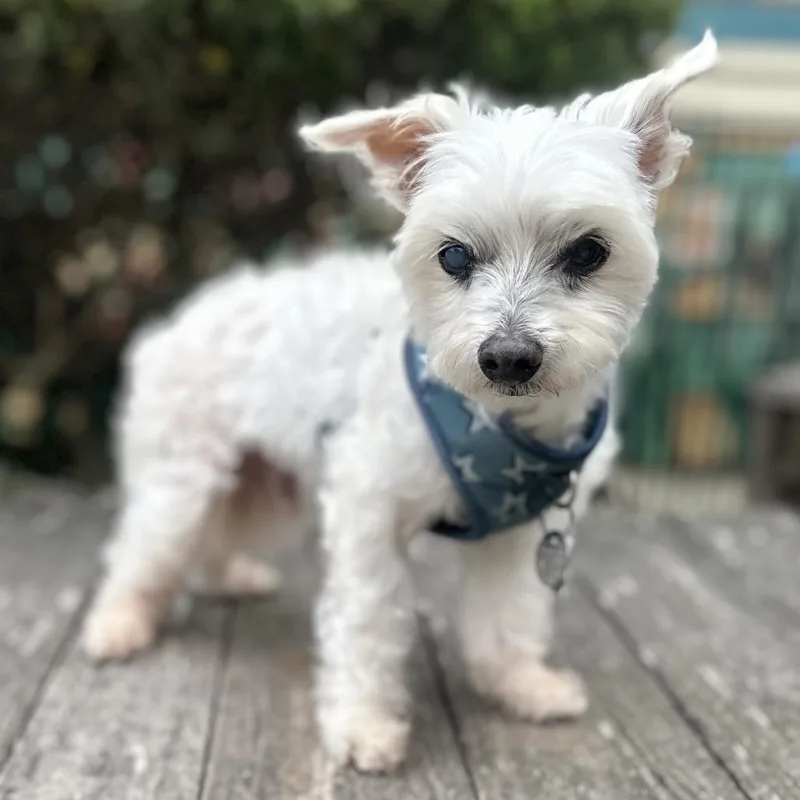 A senior small-sized male White / Cream Maltese dog named Cody for adoption in Pacific Grove, CA