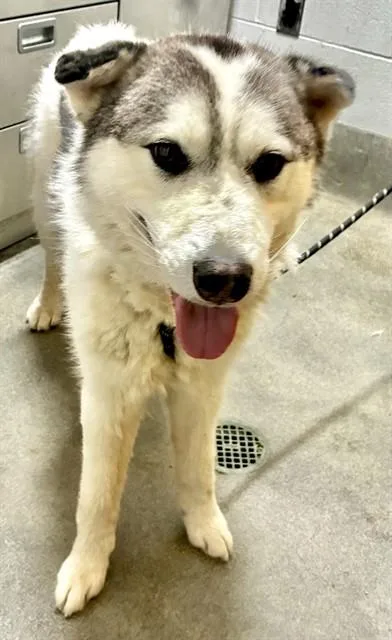 An adult large-sized male Siberian Husky dog named Pj for adoption in Upper Marlboro, MD