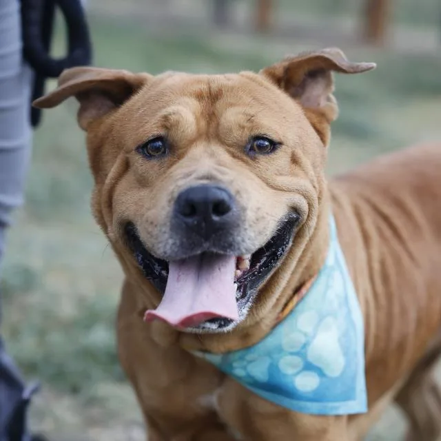 An adult medium-sized female Mastiff dog named Syxx for adoption in San Antonio, TX