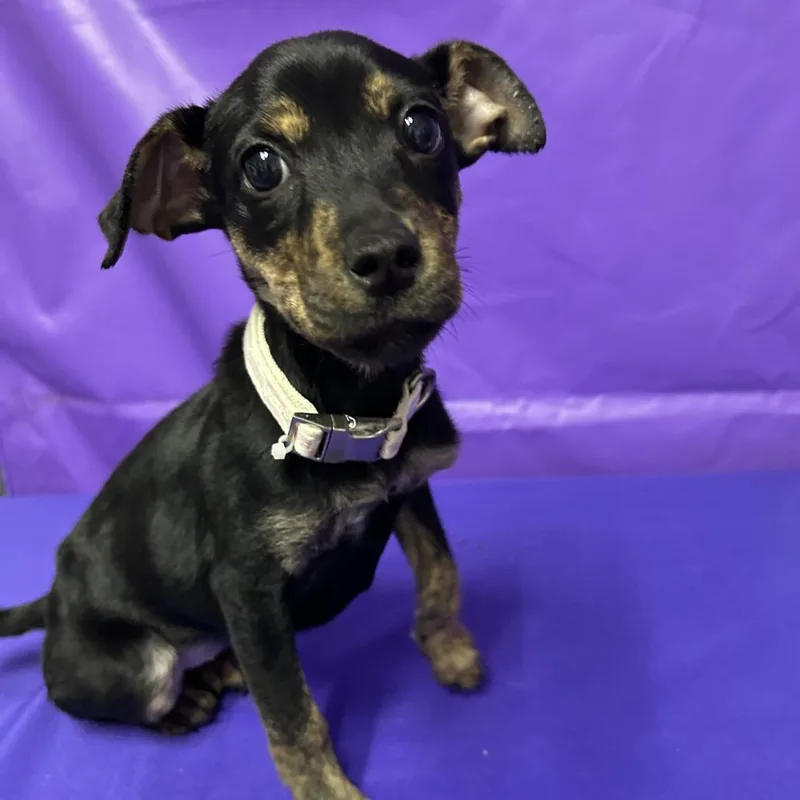 A baby small-sized female Mixed Breed dog named Jolene for adoption in North Myrtle Beach, SC