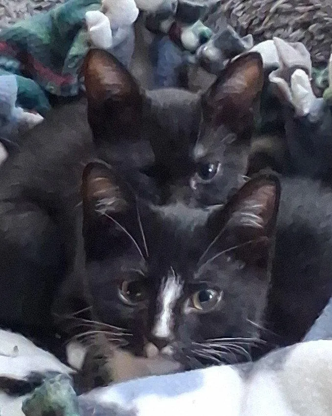 A baby medium-sized female Domestic Short Hair cat named Ana for adoption in Brook Park, OH