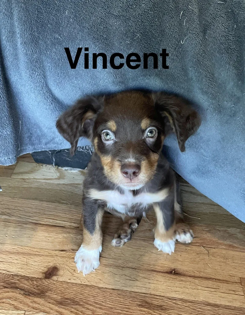 A baby medium-sized male Mixed Breed dog named Vincent for adoption in Topeka, KS