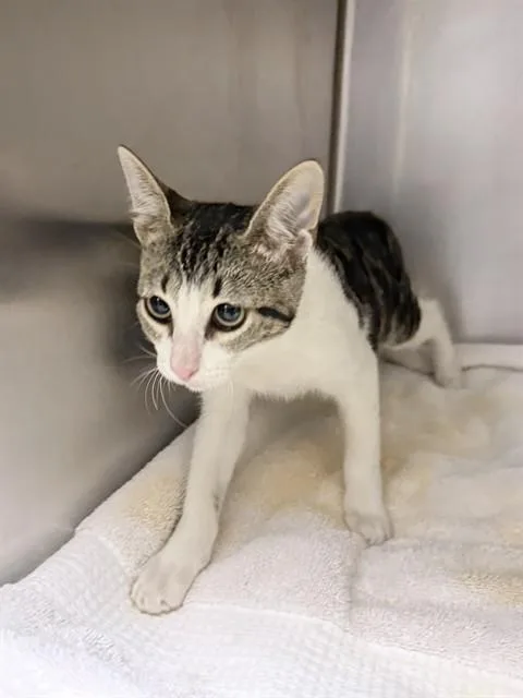 A baby small-sized female Domestic Short Hair cat named Nala for adoption in Riverside, CA