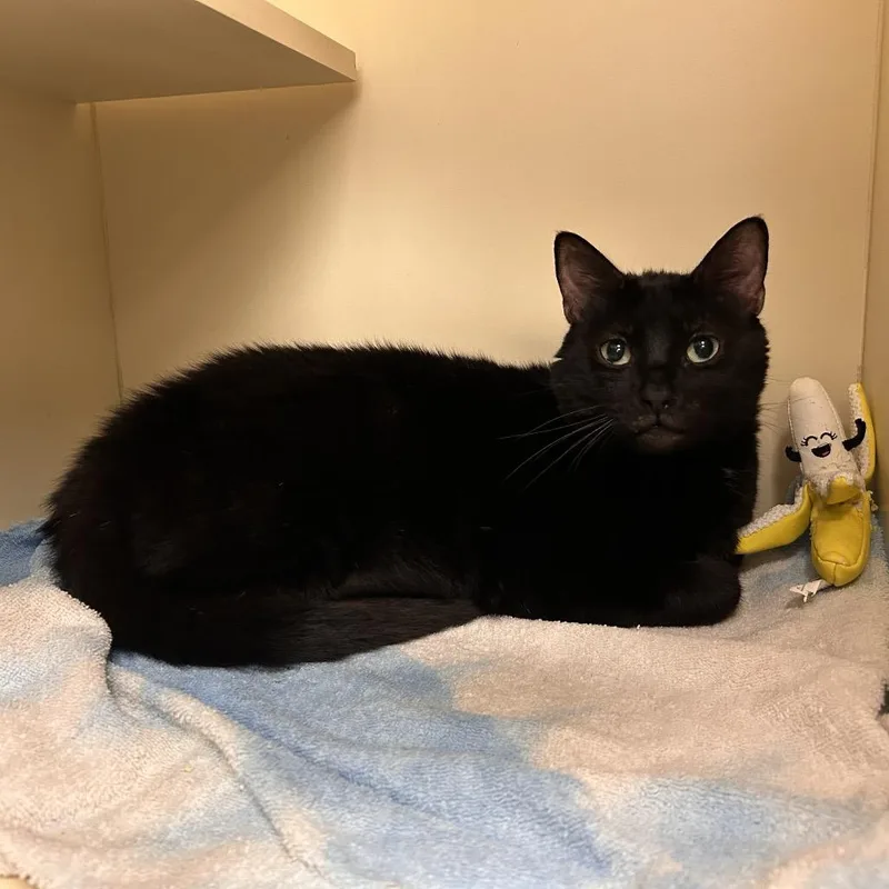 An adult large-sized male Black Domestic Short Hair cat named Scarface for adoption in Waynesboro, PA