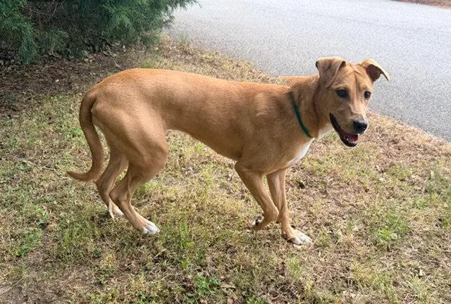 A young medium-sized female Hound dog named Lucinda for adoption in Raleigh, NC