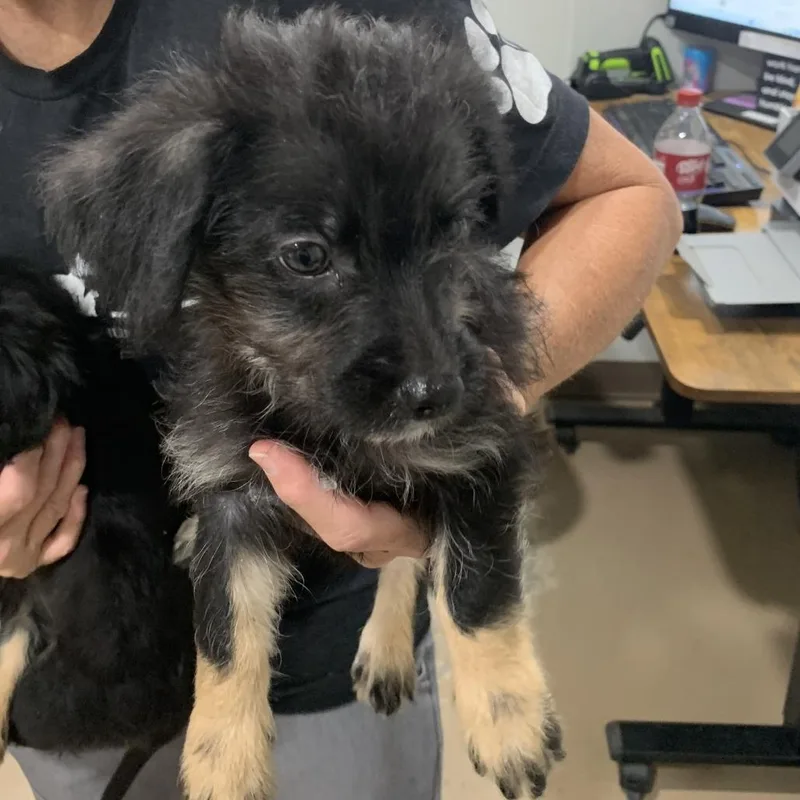 A baby small-sized male Black Mixed Breed dog named Paddington for adoption in Buchanan Dam, TX
