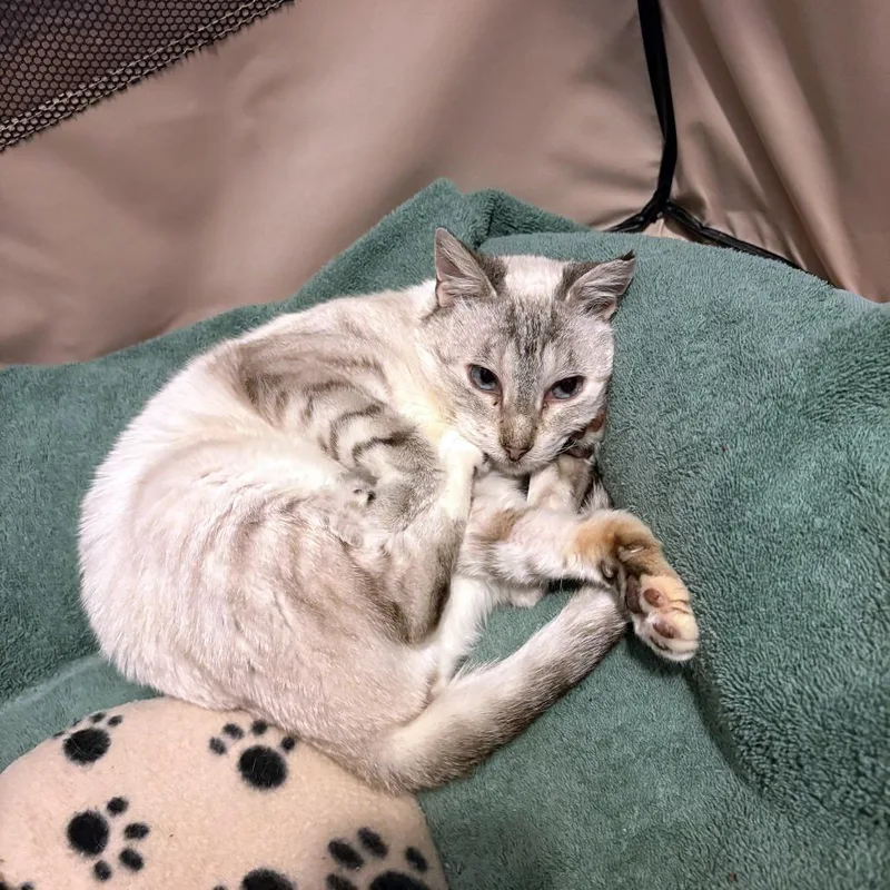 A senior medium-sized female Buff / Tan / Fawn Domestic Short Hair cat named Aveline for adoption in Austin, TX