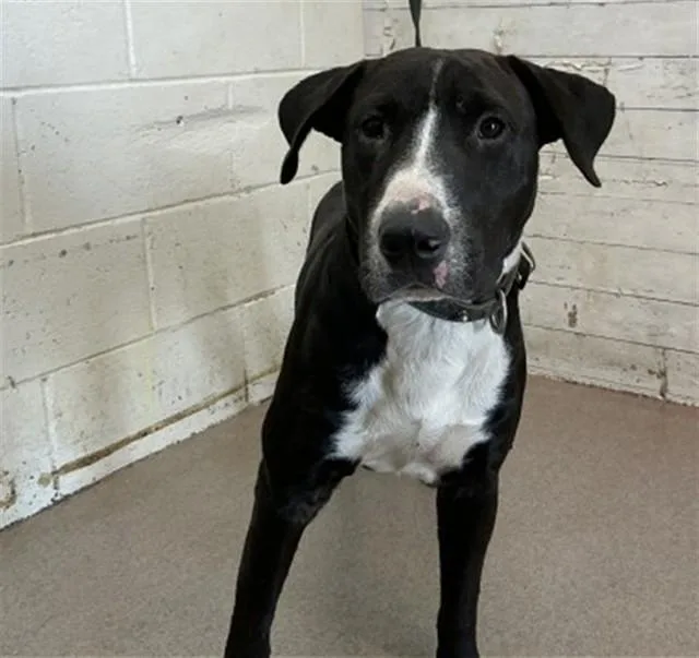 An adult medium-sized male Pit Bull Terrier dog named Blazer for adoption in San Bernardino, CA