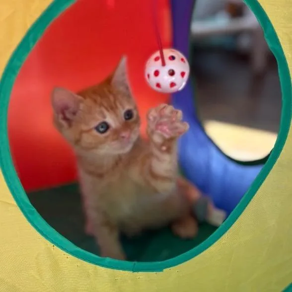 A baby small-sized female Orange / Red Domestic Short Hair cat named Carmella for adoption in Flower Mound, TX