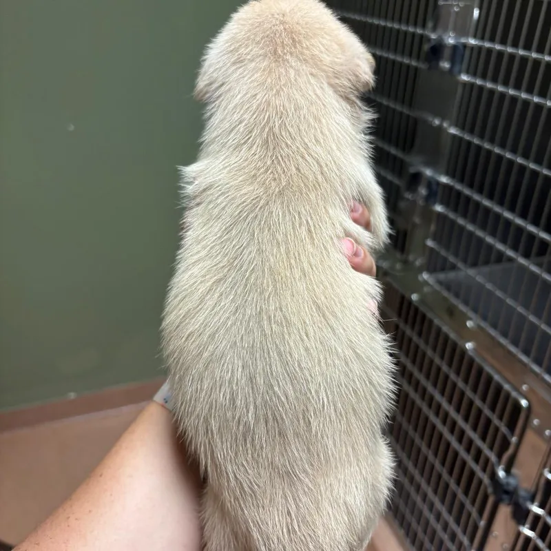 A baby small-sized female Mixed Breed dog named Calamari for adoption in Springboro, OH