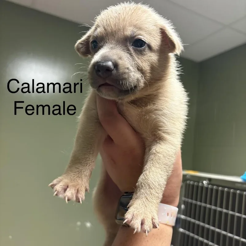 Calamari thumbnail 4