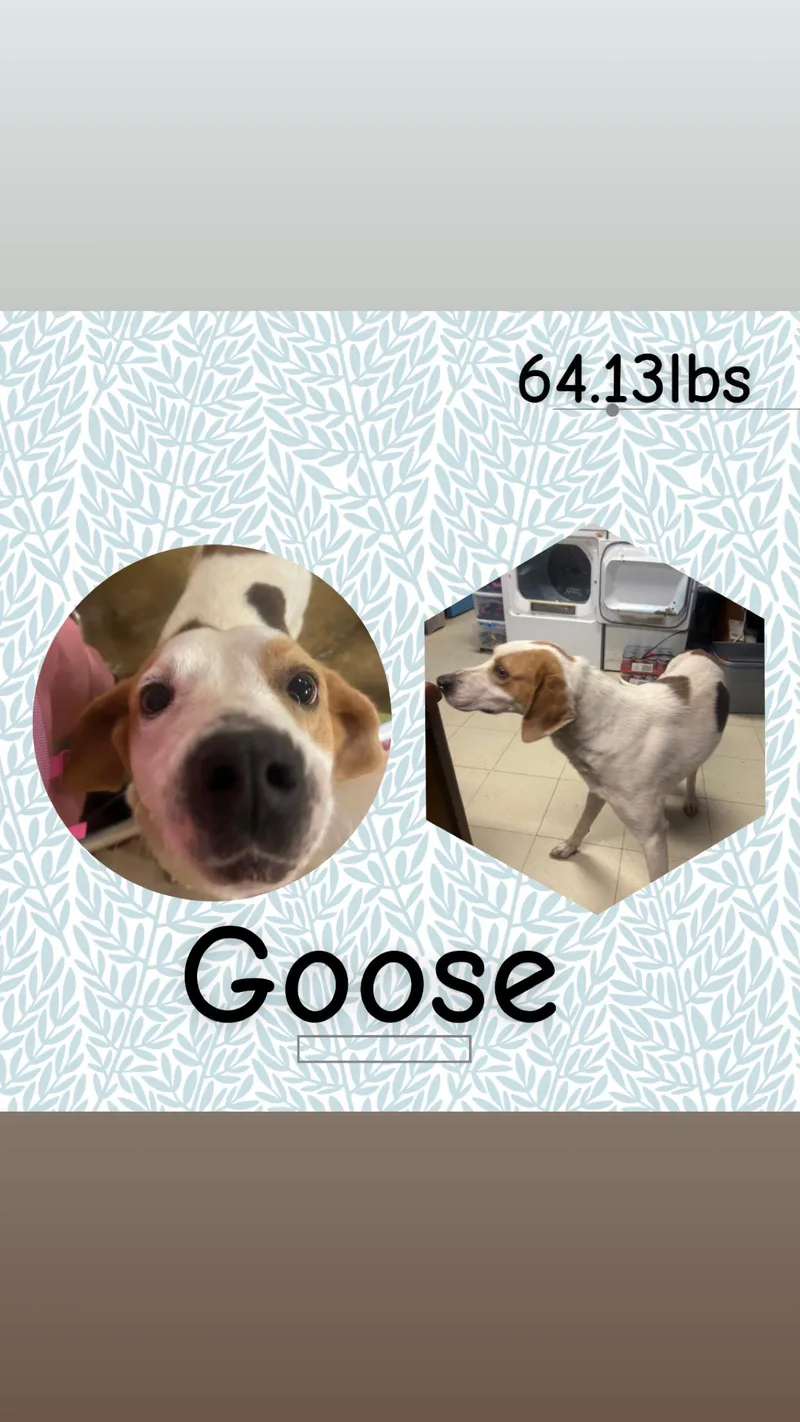 An adult large-sized male White / Cream Coonhound dog named Goose for adoption in McArthur, OH
