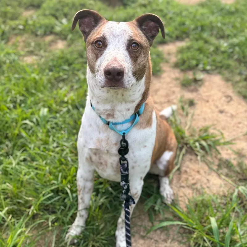 An adult medium-sized male Red / Chestnut / Orange Cattle Dog dog named Noodles for adoption in Fredericksburg, VA