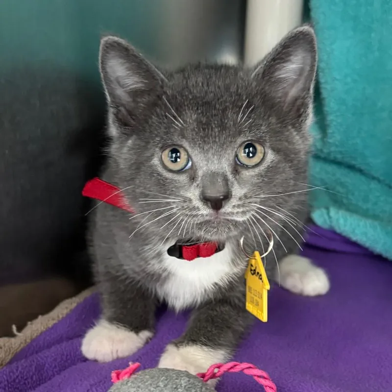 A baby small-sized female Gray / Blue / Silver Domestic Short Hair cat named Edna for adoption in Springfield, MA