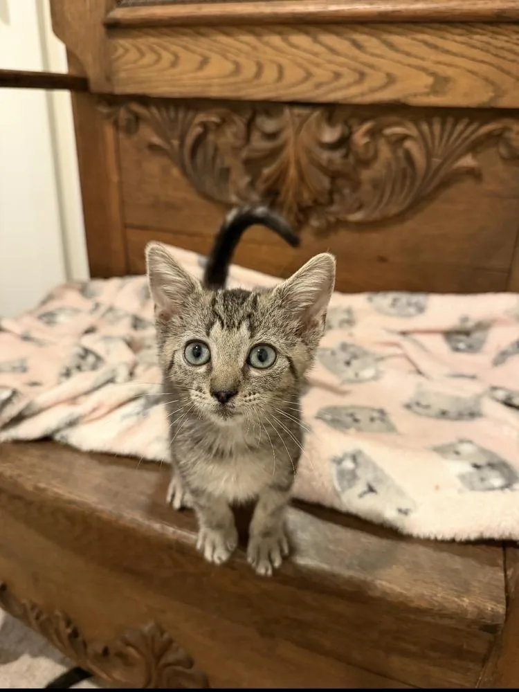 A baby small-sized female Domestic Short Hair cat named Virginia for adoption in Marietta, GA