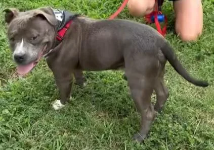 An adult large-sized male Bull Terrier dog named Mack for adoption in Denver, NC