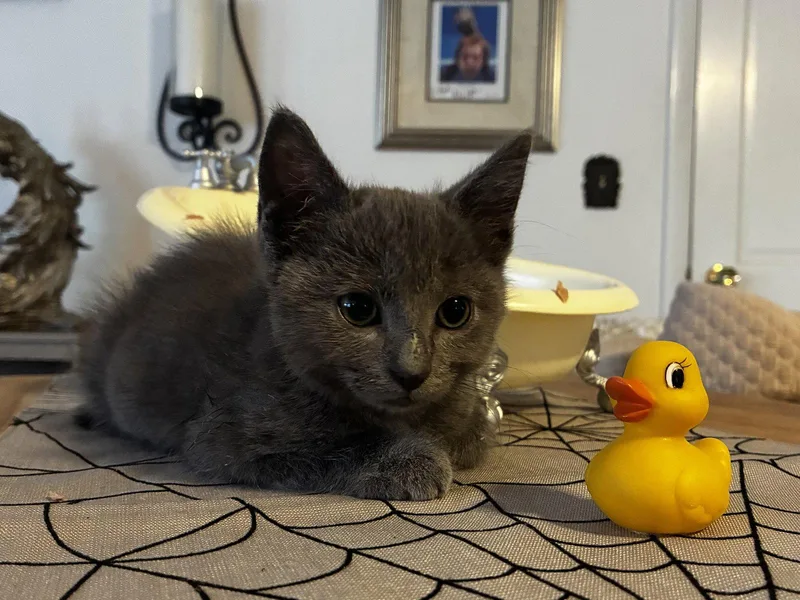 A young medium-sized female Domestic Medium Hair cat named Crackle for adoption in Cuyahoga Falls, OH