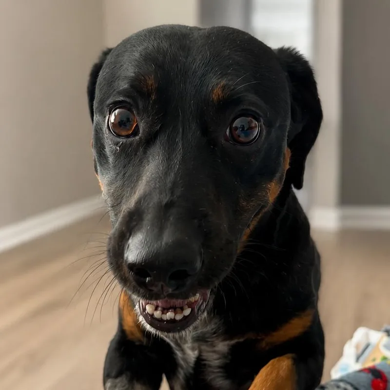 An adult small-sized male Black Dachshund dog named Anthony A for adoption in Las Vegas, NV