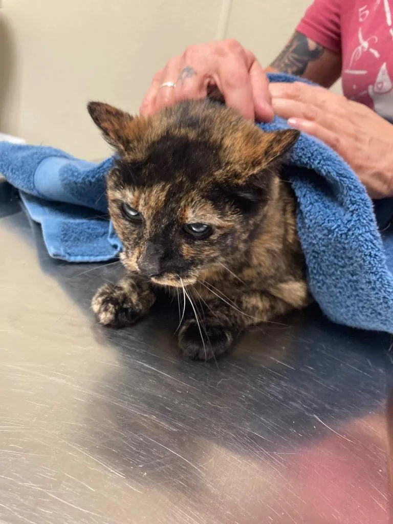 A senior medium-sized female Domestic Short Hair cat named Big Cookie for adoption in Christiansburg, VA