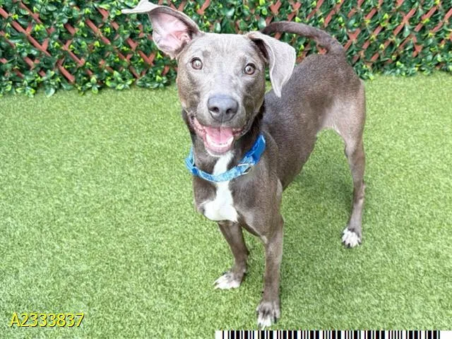 A young medium-sized female Mixed Breed dog named Alice for adoption in West Palm Beach, FL