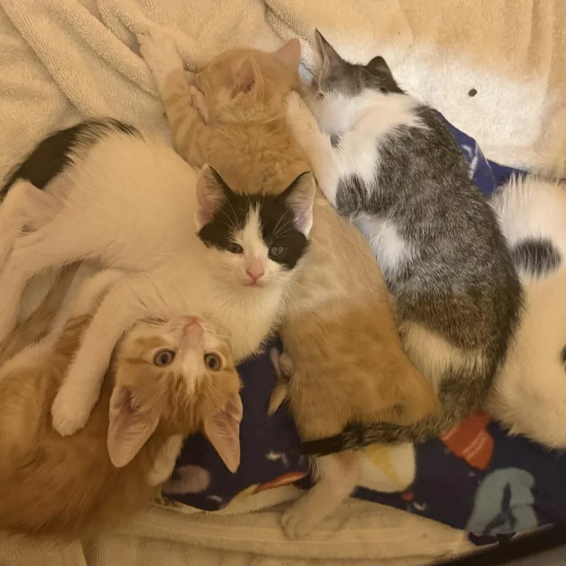 A baby small-sized female Orange / Red Domestic Short Hair cat named Honeydew for adoption in Wheeling, IL