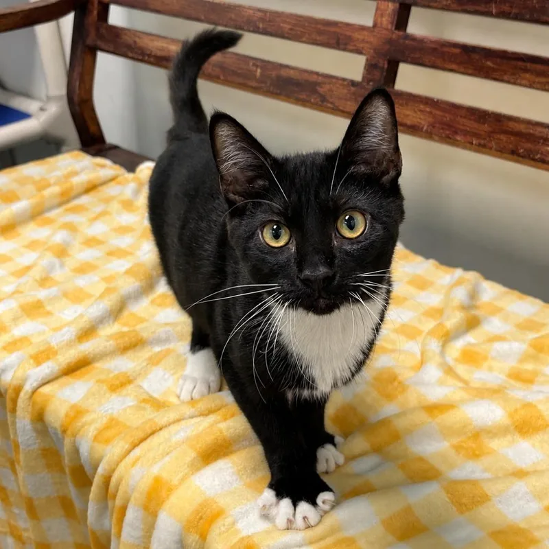 A baby medium-sized male Black Domestic Short Hair cat named Kylian for adoption in Long Beach, CA