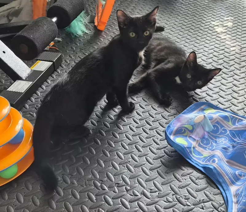 A baby medium-sized male Black Domestic Short Hair cat named Mars for adoption in Greensboro, NC
