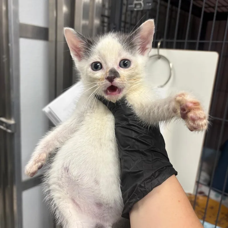 A baby small-sized male Gray / Blue / Silver Domestic Short Hair cat named Foxglove for adoption in Binghamton, NY