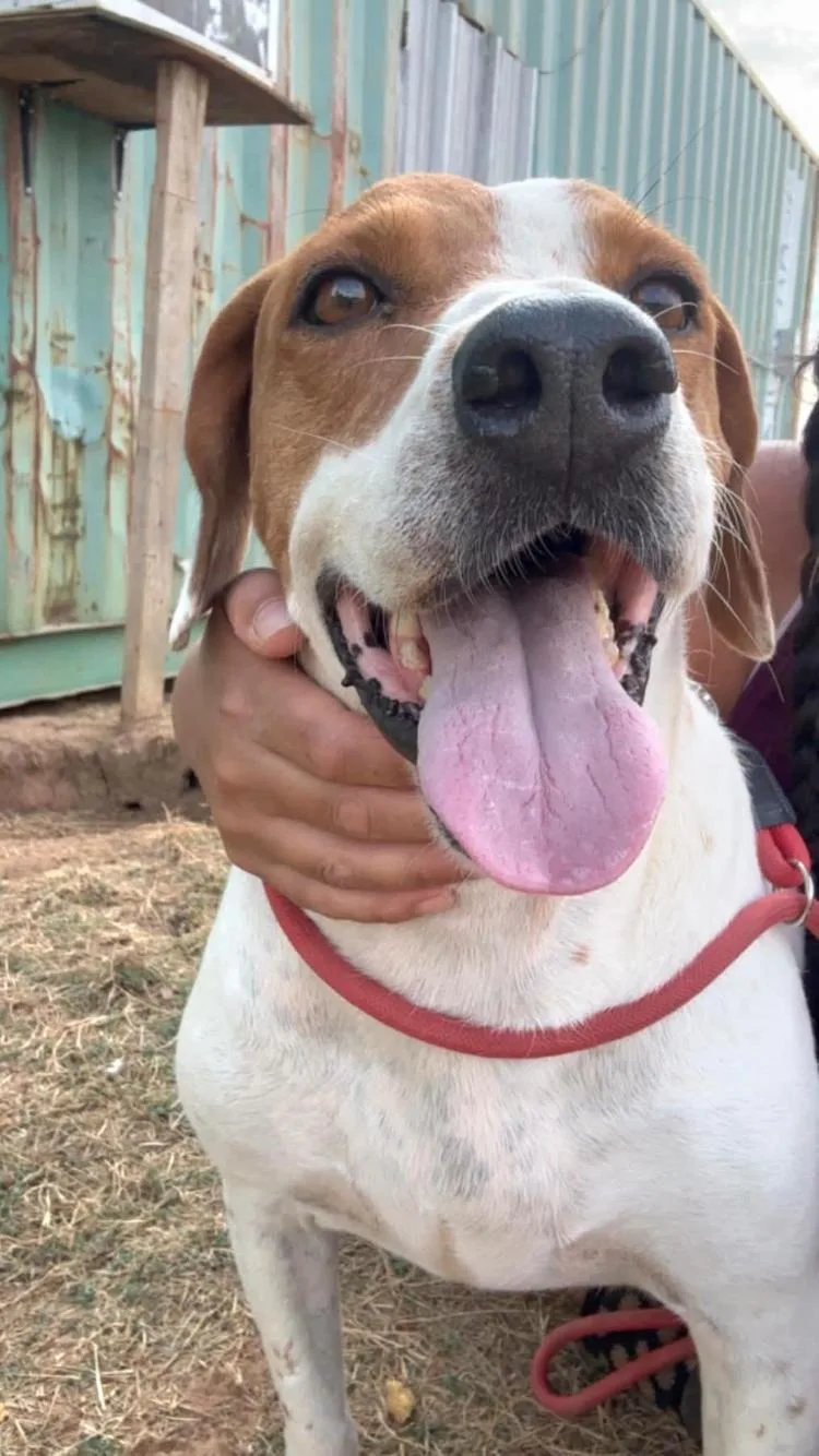 An adult medium-sized male Hound dog named Tj for adoption in Paradise, TX