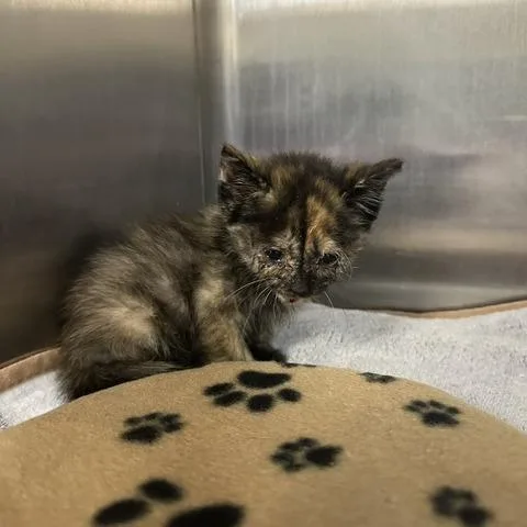 A baby small-sized female Black Domestic Short Hair cat named Coraline for adoption in Indianapolis, IN