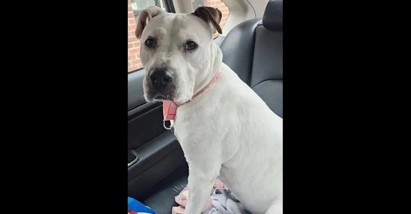 Jasmine The Jolly thumbnail 4