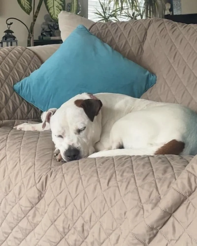 Jasmine The Jolly thumbnail 6