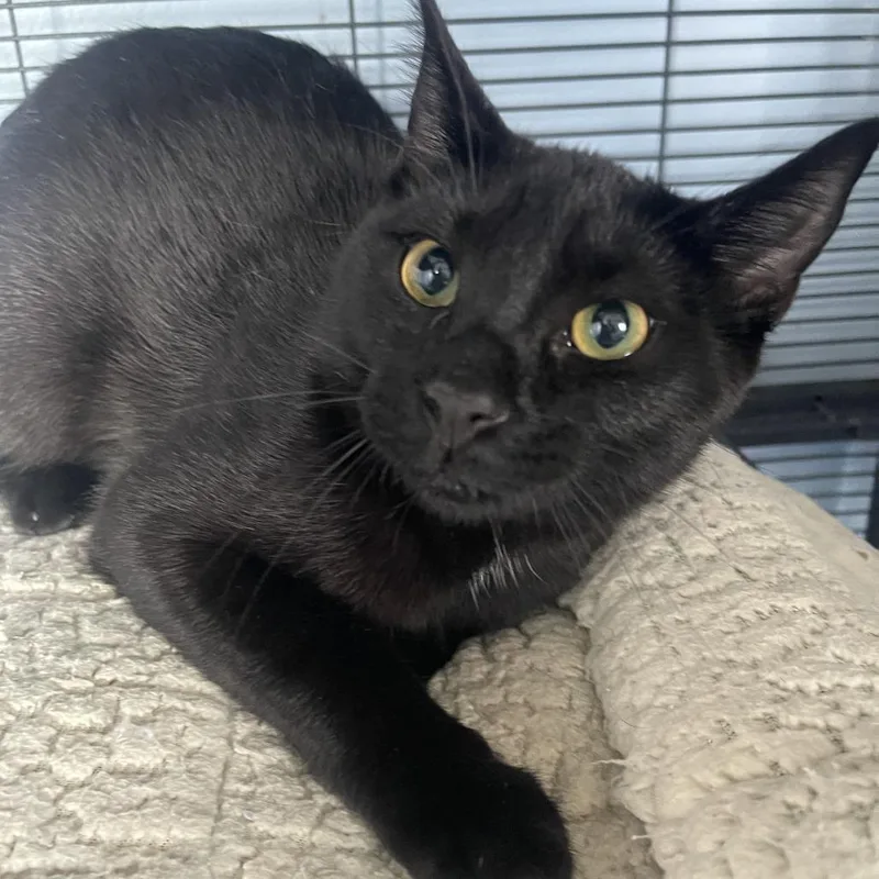 A young small-sized male Black Domestic Short Hair cat named Maddox for adoption in Shawnee, KS