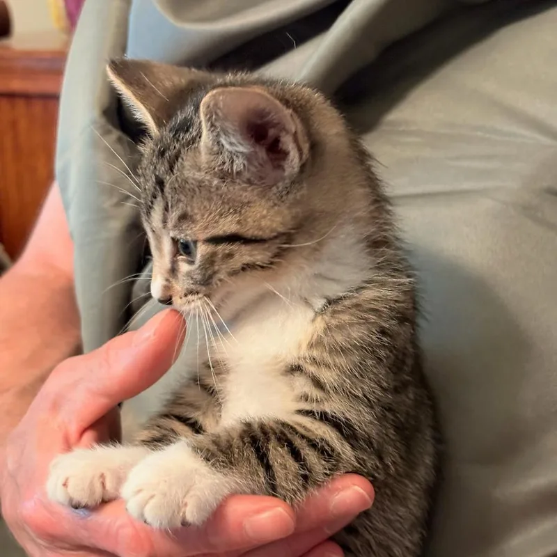 A baby small-sized male White Domestic Short Hair cat named Bunzie for adoption in Newport News, VA