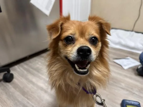 An adult small-sized male Chihuahua dog named Bowie for adoption in Oceanside, CA