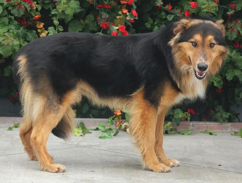 A young medium-sized male Tricolor (Brown, Black, & White) German Shepherd Dog dog named Lazy Luke Von Leese for adoption in Los Angeles, CA
