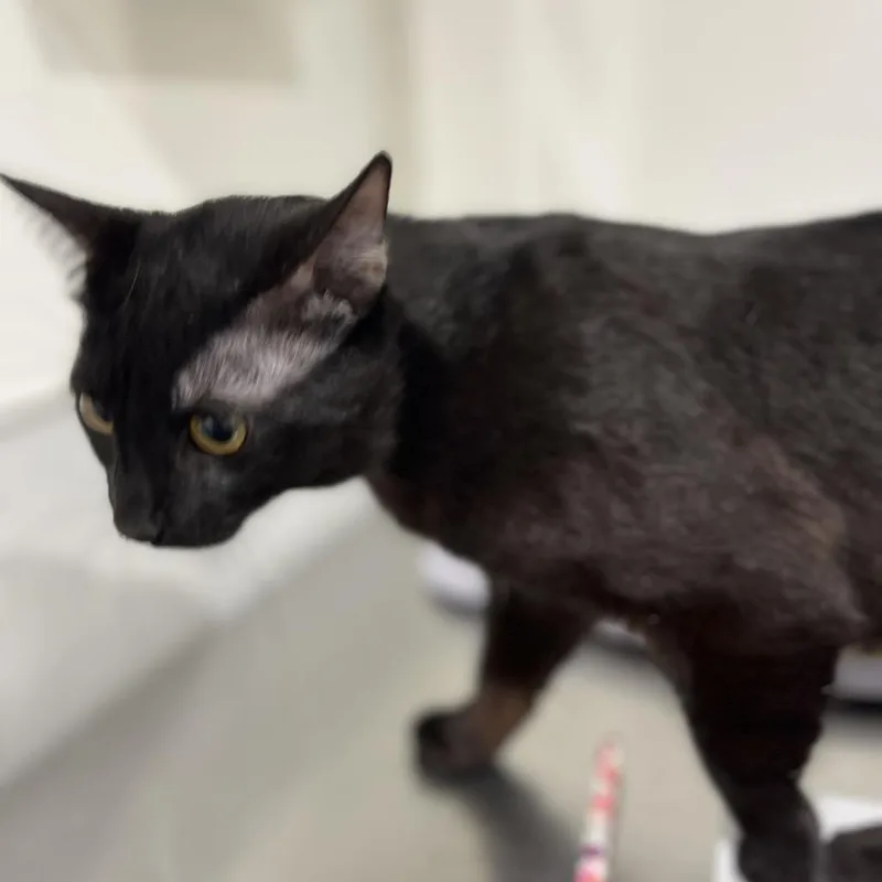A young large-sized male Domestic Short Hair cat named Tinx for adoption in Tampa, FL