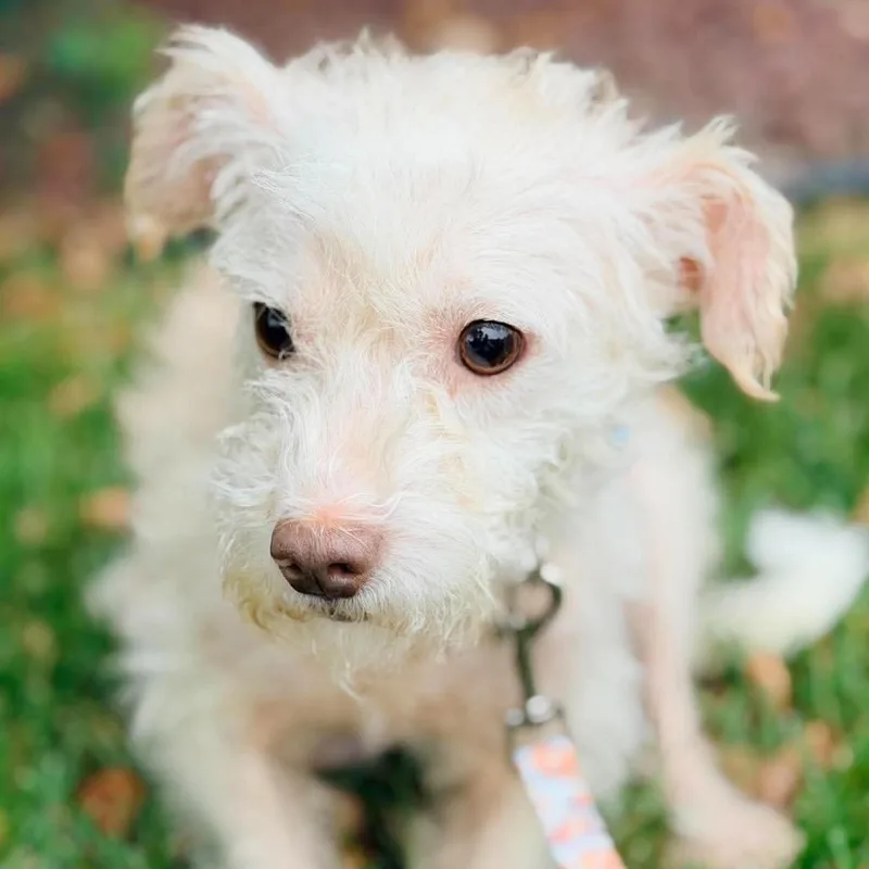An adult small-sized male Yorkshire Terrier dog named Edgar for adoption in Farmersville, OH