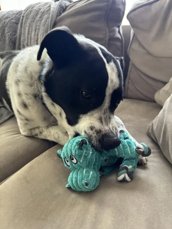 An adult large-sized female Australian Cattle Dog / Blue Heeler dog named Tammi for adoption in San Diego, CA
