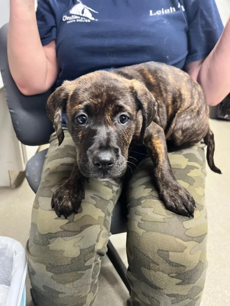 A baby medium-sized female Mastiff dog named Nelly for adoption in Hopkinsville, KY