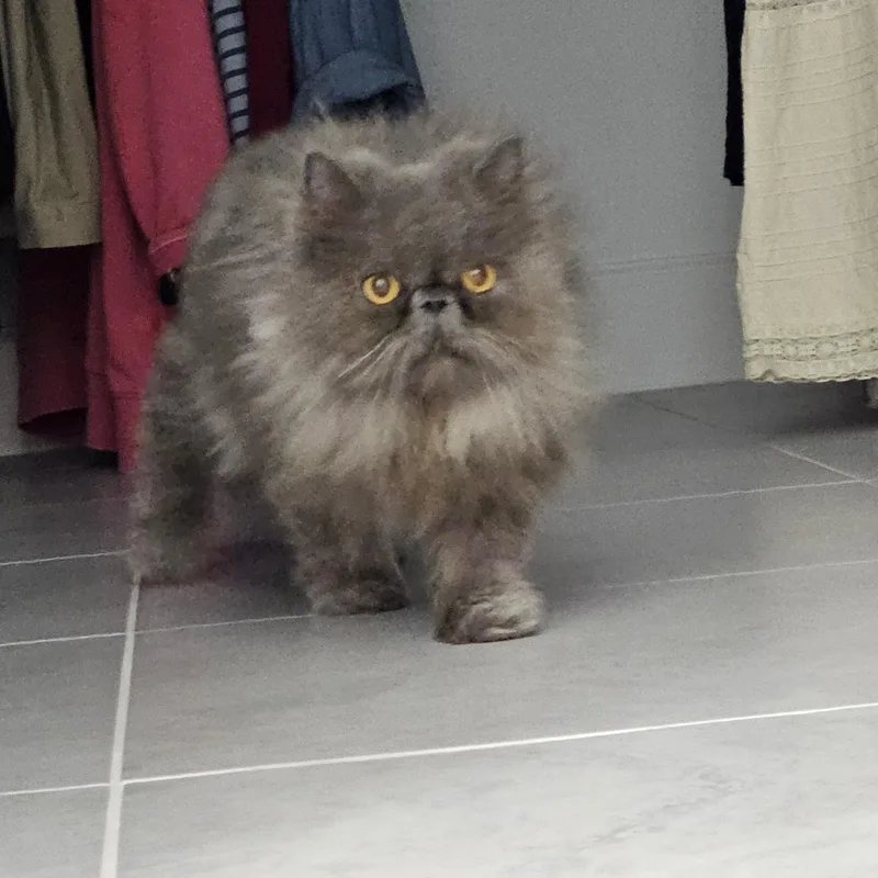 Harriet