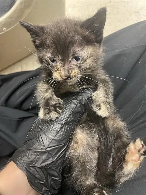 A baby small-sized female Domestic Short Hair cat named Gertrude for adoption in Stockton, CA