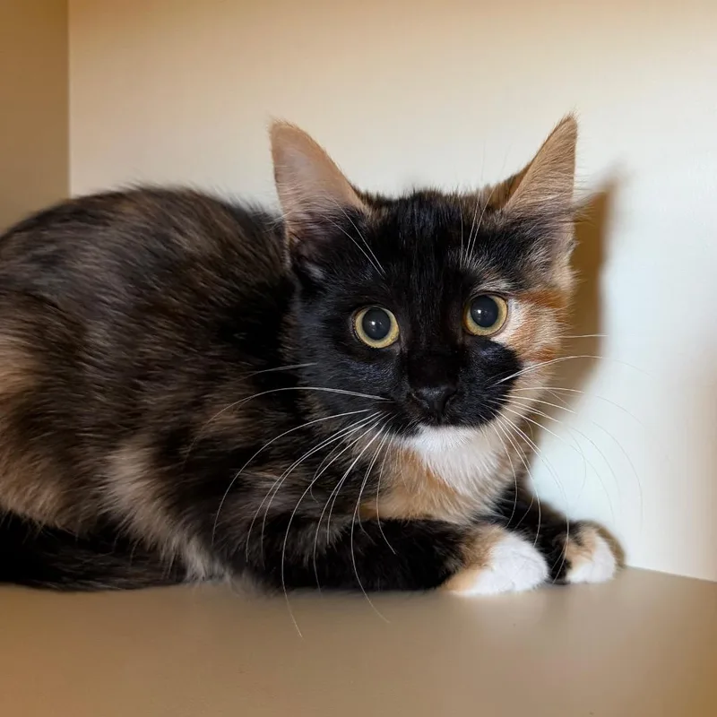 A baby small-sized female Black Domestic Short Hair cat named Sandy for adoption in Cody, WY