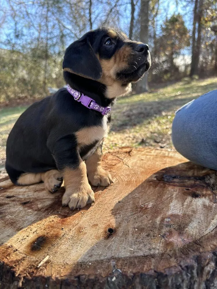 A baby medium-sized female Basset Hound dog named Rhianna for adoption in Statesville, NC